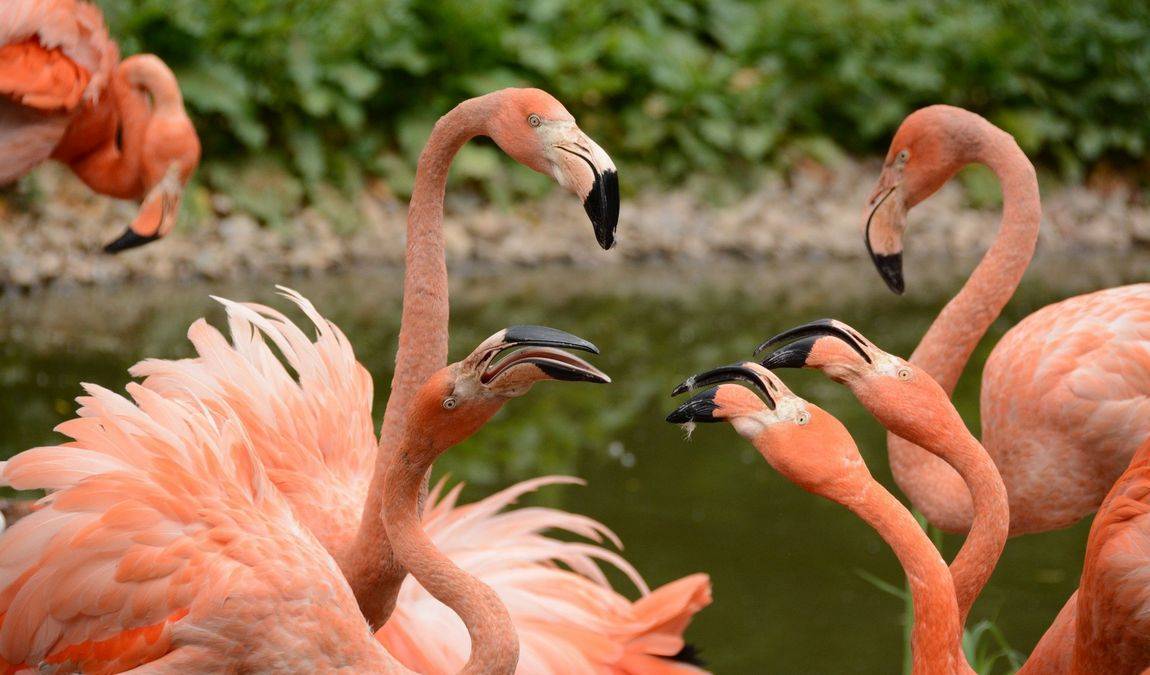 amerika-tierpark limbach-oberfrohna photo 3