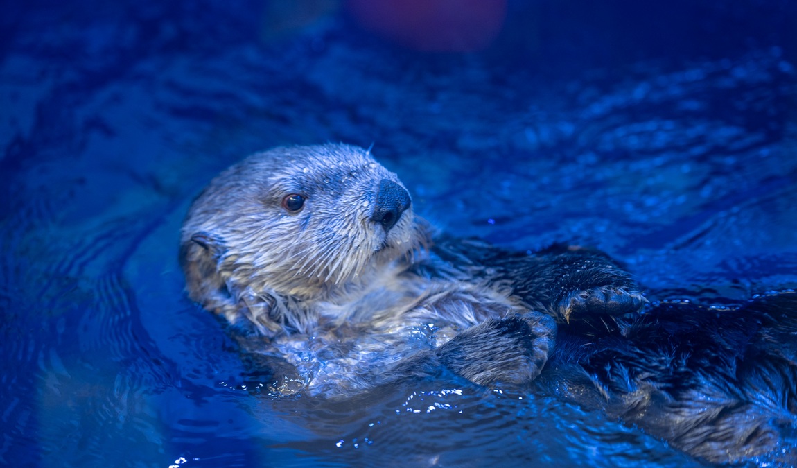 sea life hannover photo 7