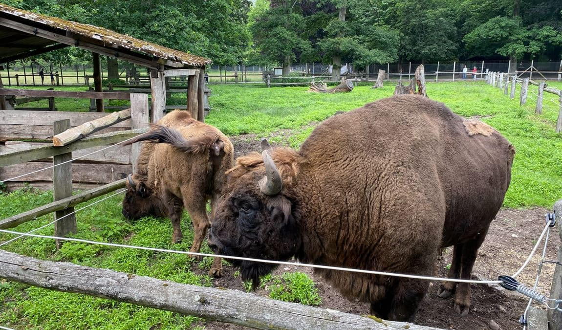 wildlife park dünnwald photo 4