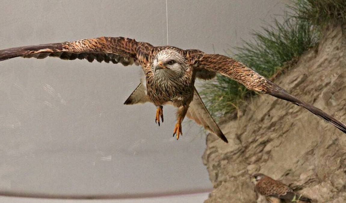 natural history museum photo 5