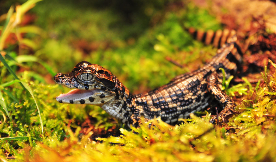 zoo schmiding photo 6