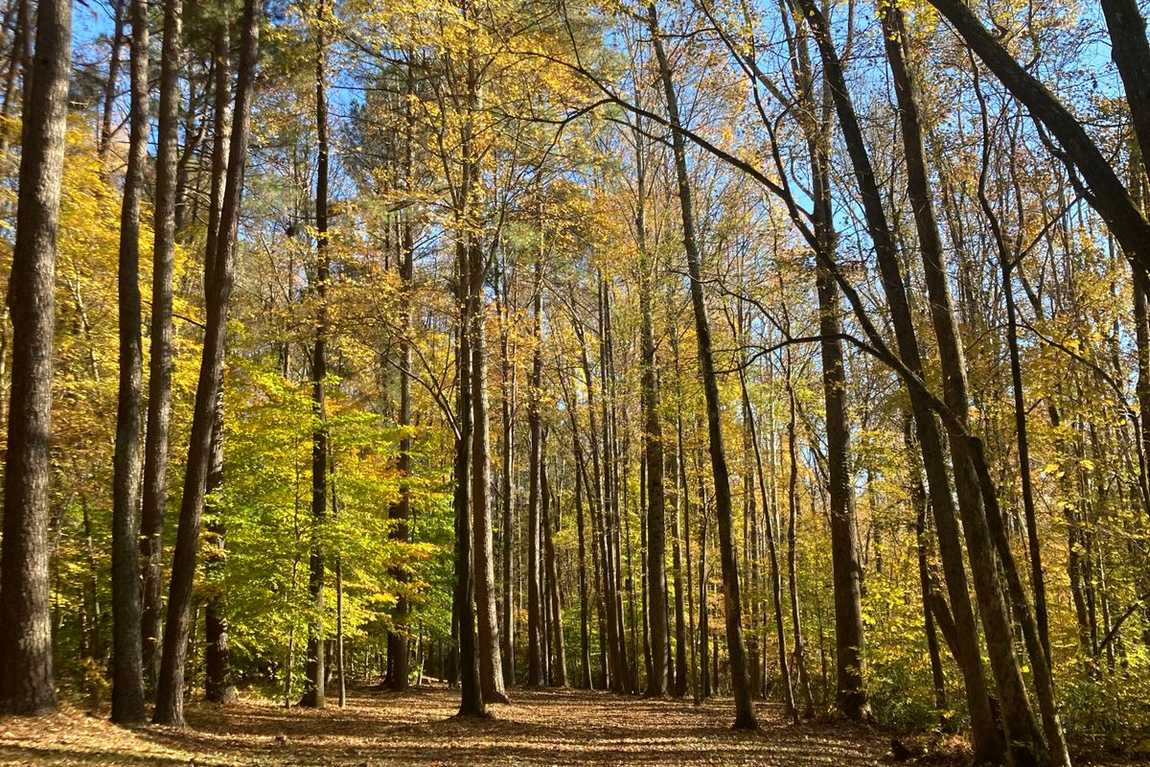 hornets nest park photo 5