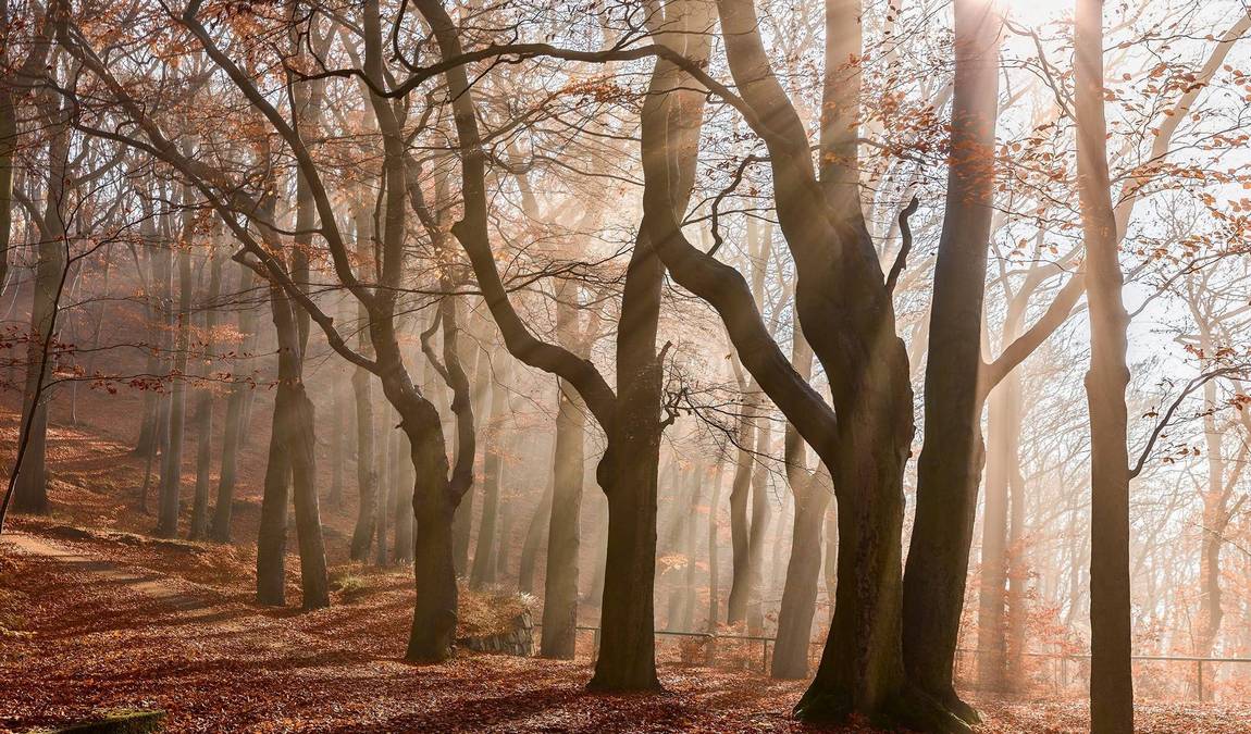 obora linhart photo 4