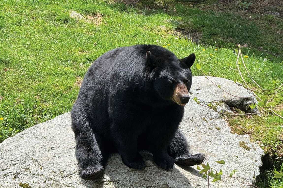grandfather mountain photo 7