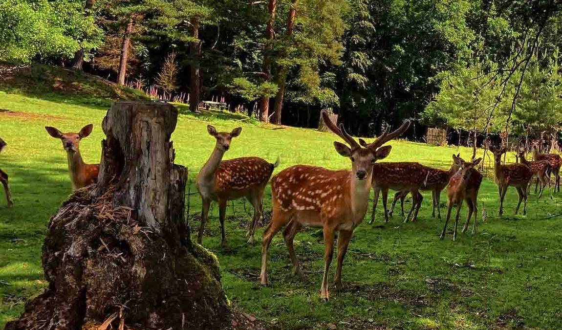 obora linhart photo 2