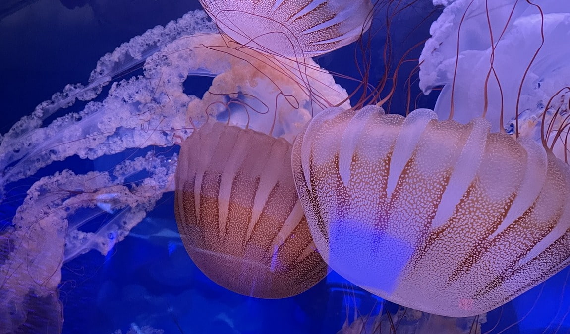 north carolina aquarium on roanoke island photo 1