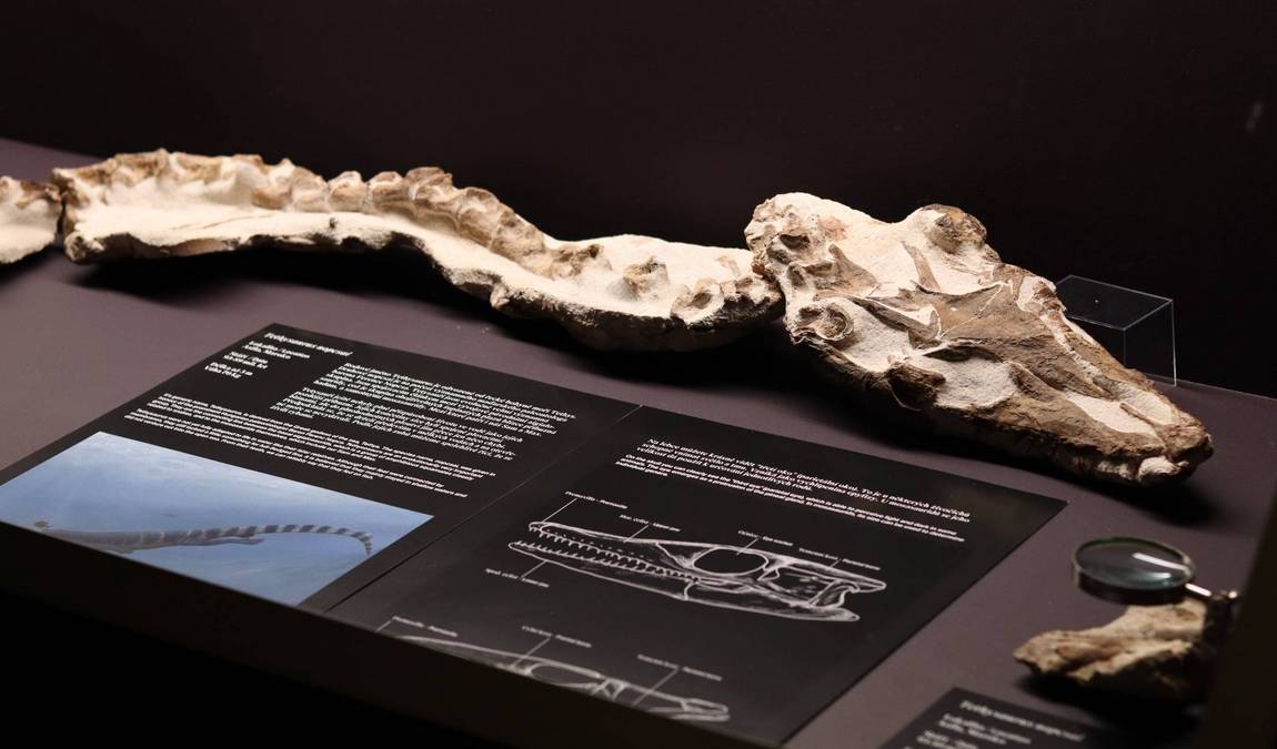 dinosauria museum photo 3