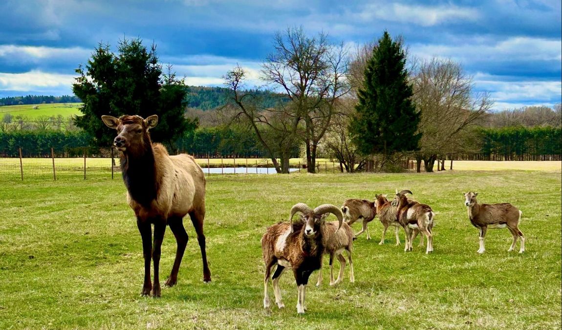 safari resort hluboka u borovan photo 1