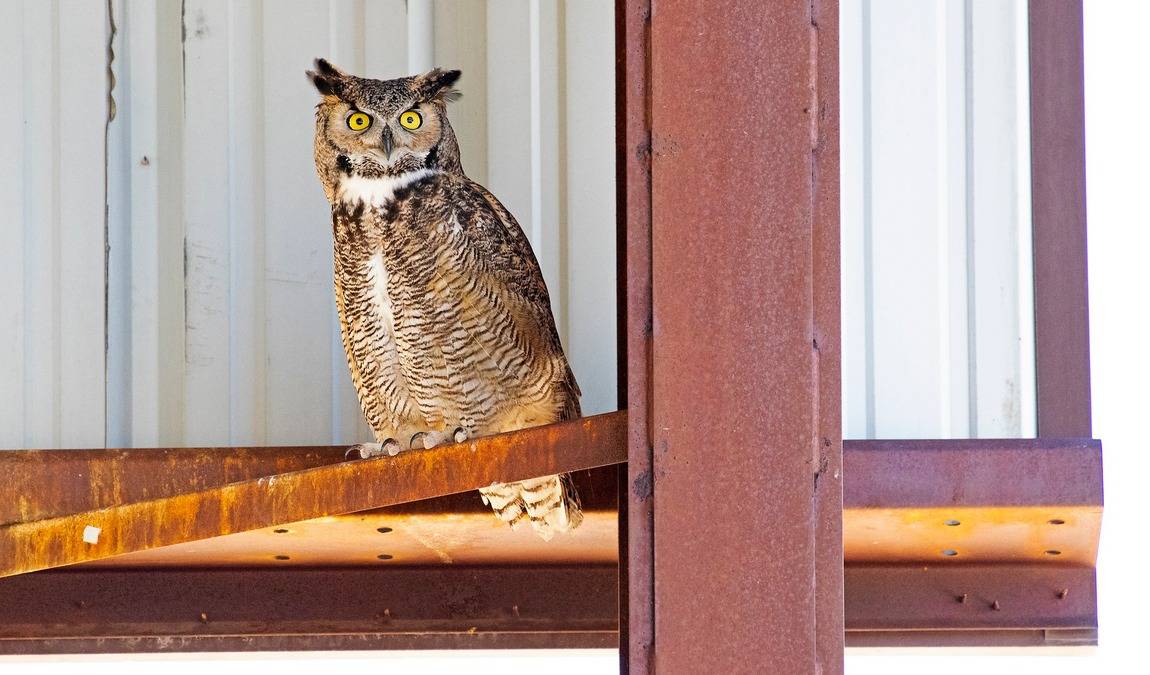 adlerwarte obernberg photo 3