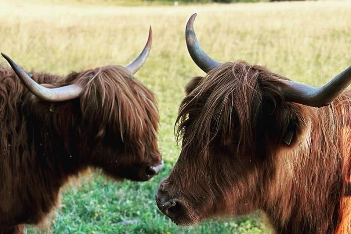 little farmers photo 3