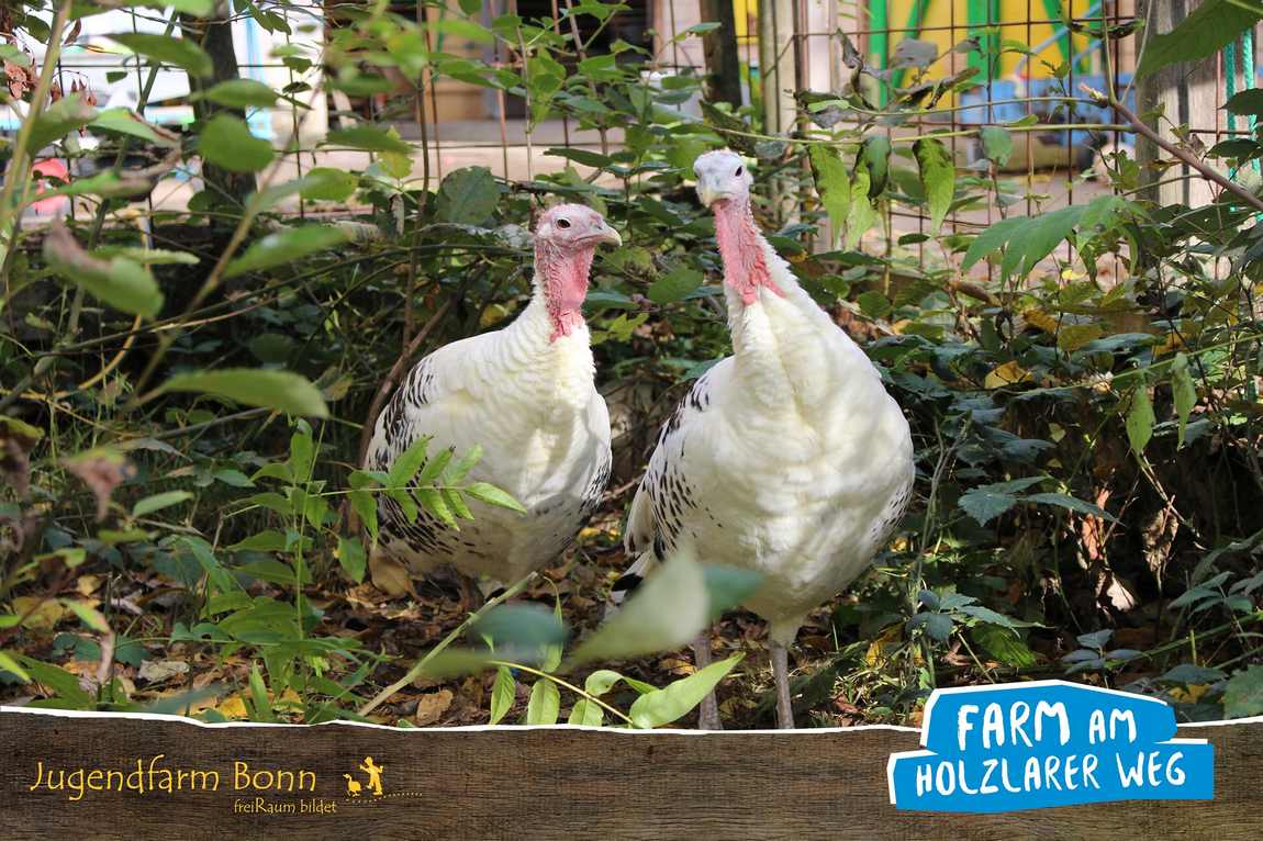 jugendfarm bonn photo 3