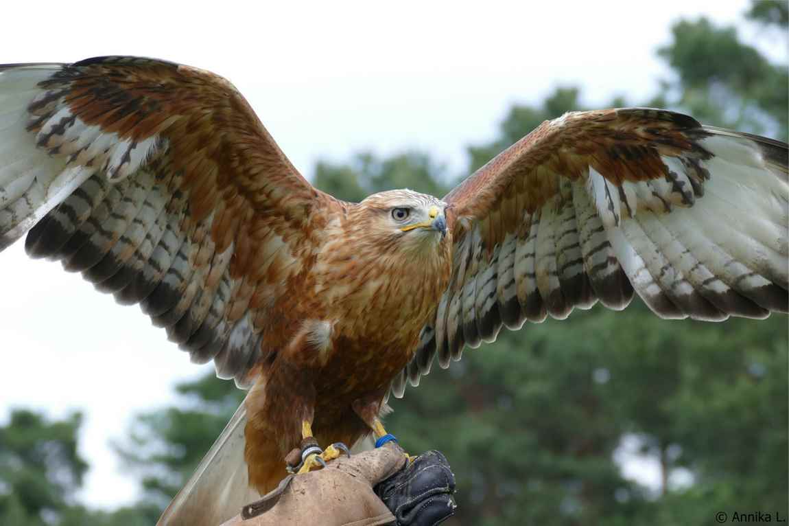 wildpark johannismühle photo 2