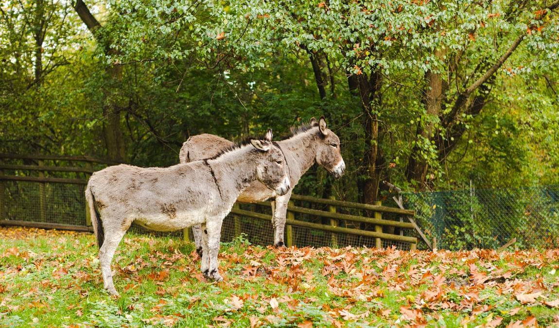 britzer garten farm photo 4