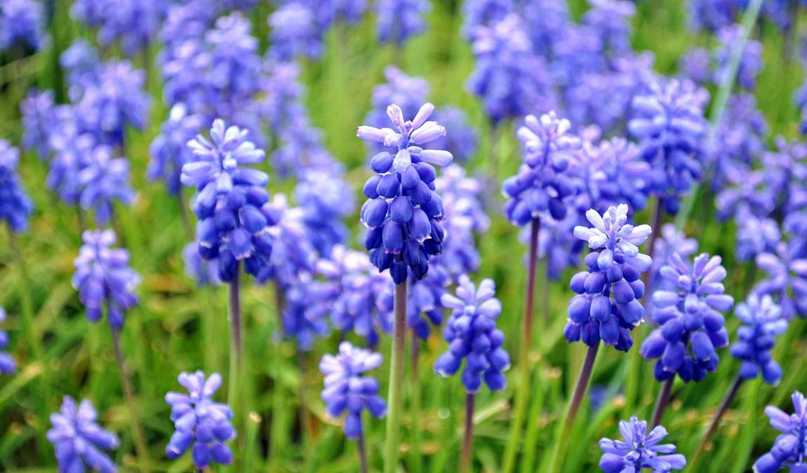 botanical garden photo 2