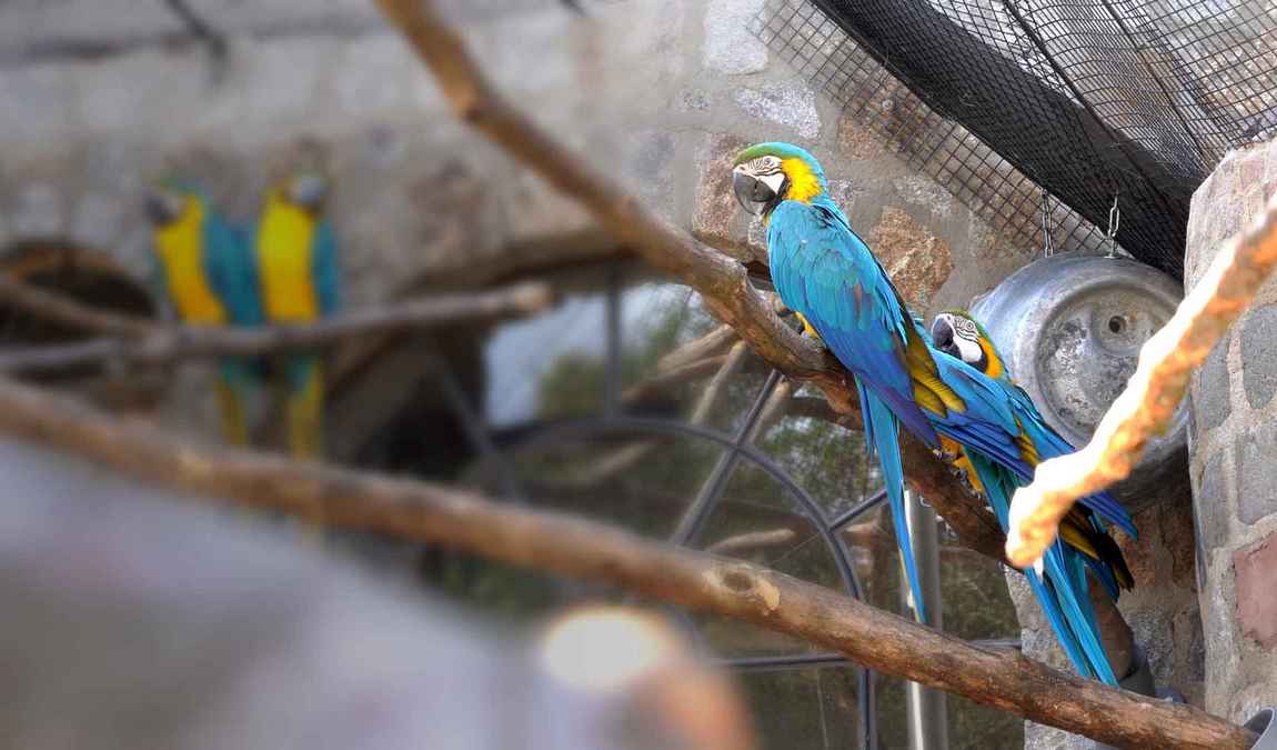 vogelburg weilrod photo 2