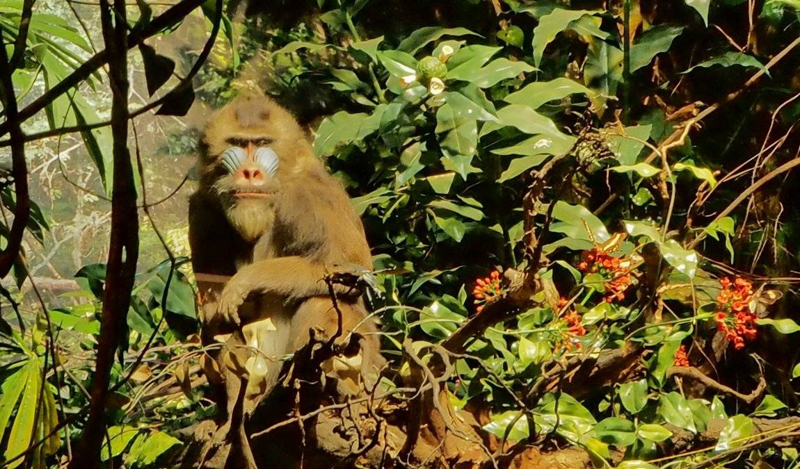 museum koenig photo 4