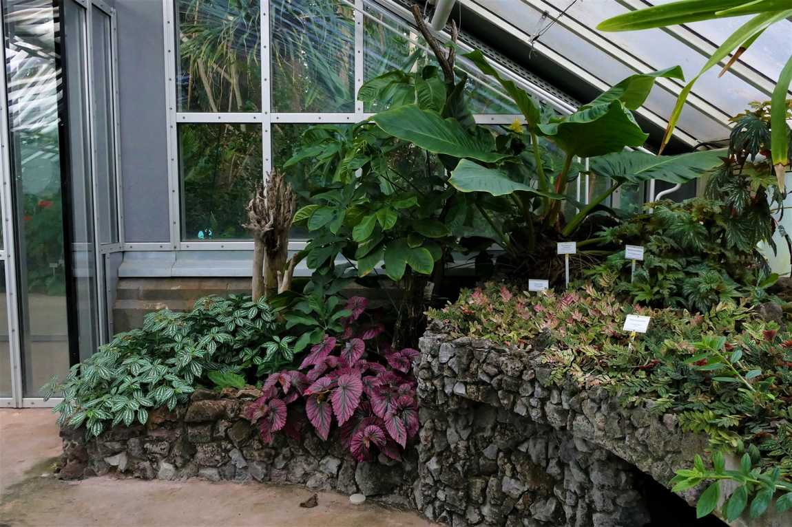 botanical garden of berlin photo 3