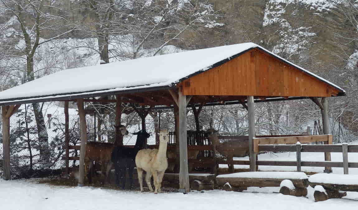 lamacentrum hady photo 4