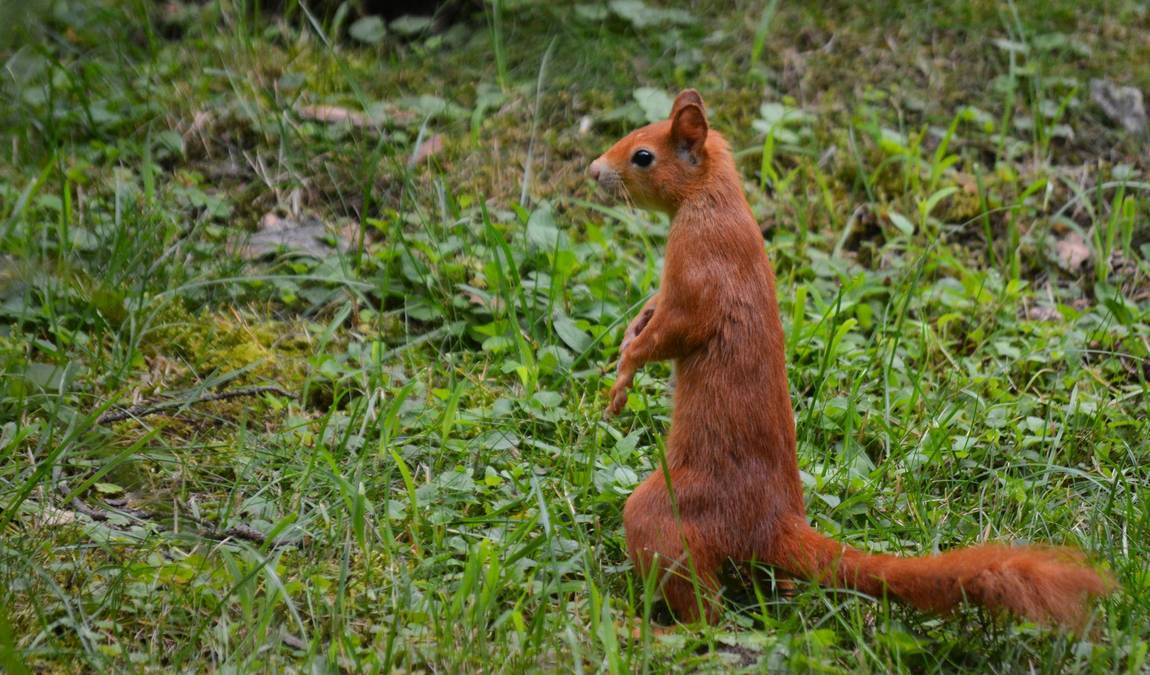 nymphaea zoo photo 5