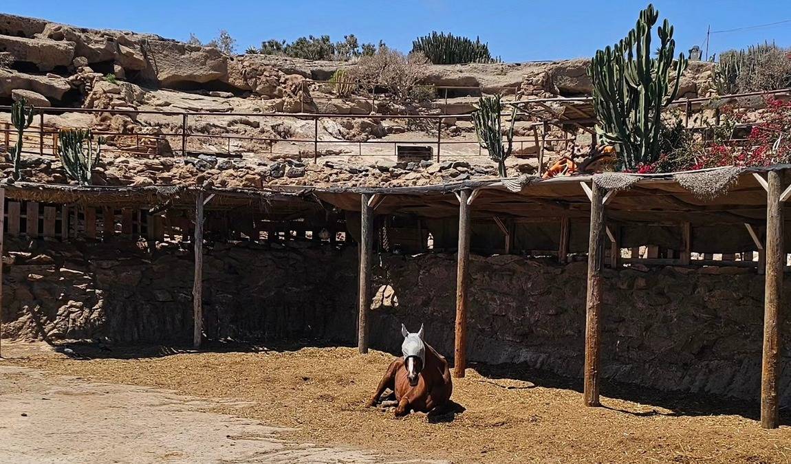 tenerife horse rescue photo 1