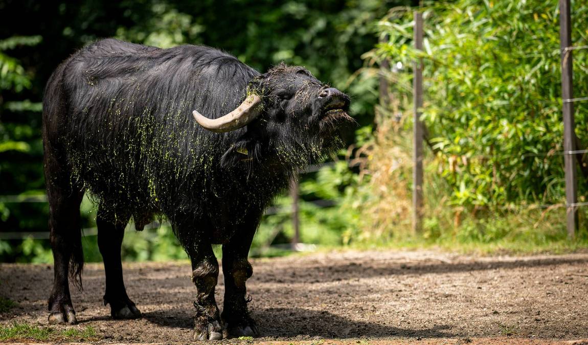 nuremberg zoo photo 2