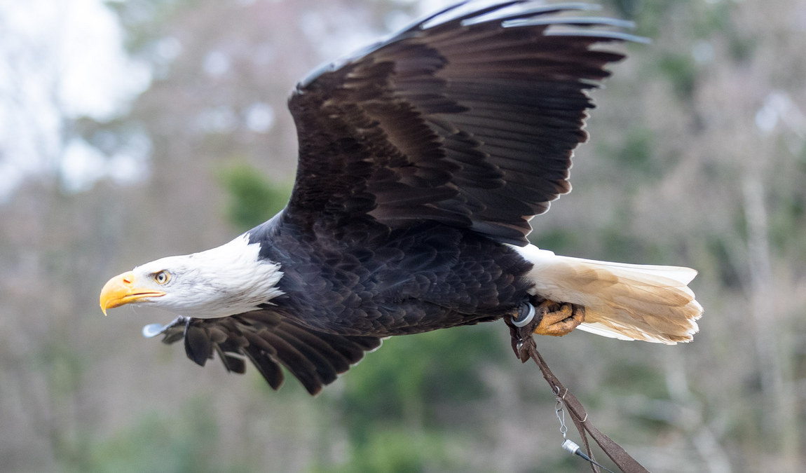 wildpark luneburger heide photo 4