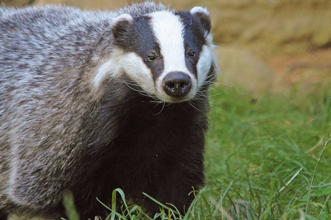 wildpark schwarze berge photo 3
