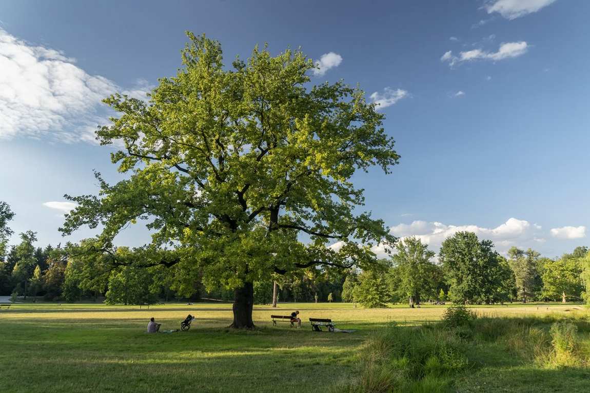stromovka park photo 5