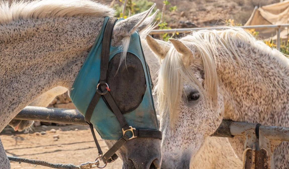 tenerife horse rescue photo 2