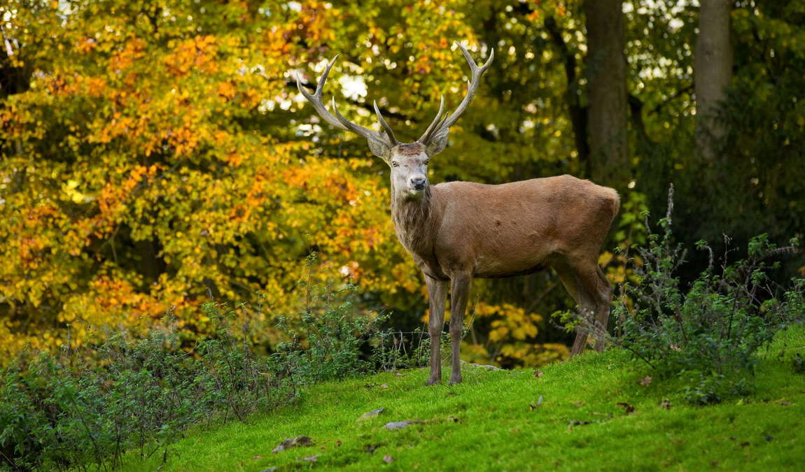 wildpark feldkirch photo 3