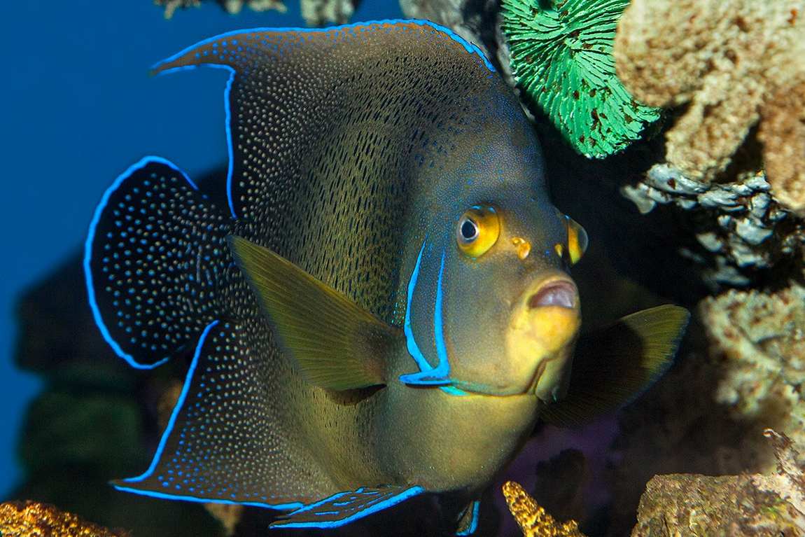 barcelona aquarium photo 4