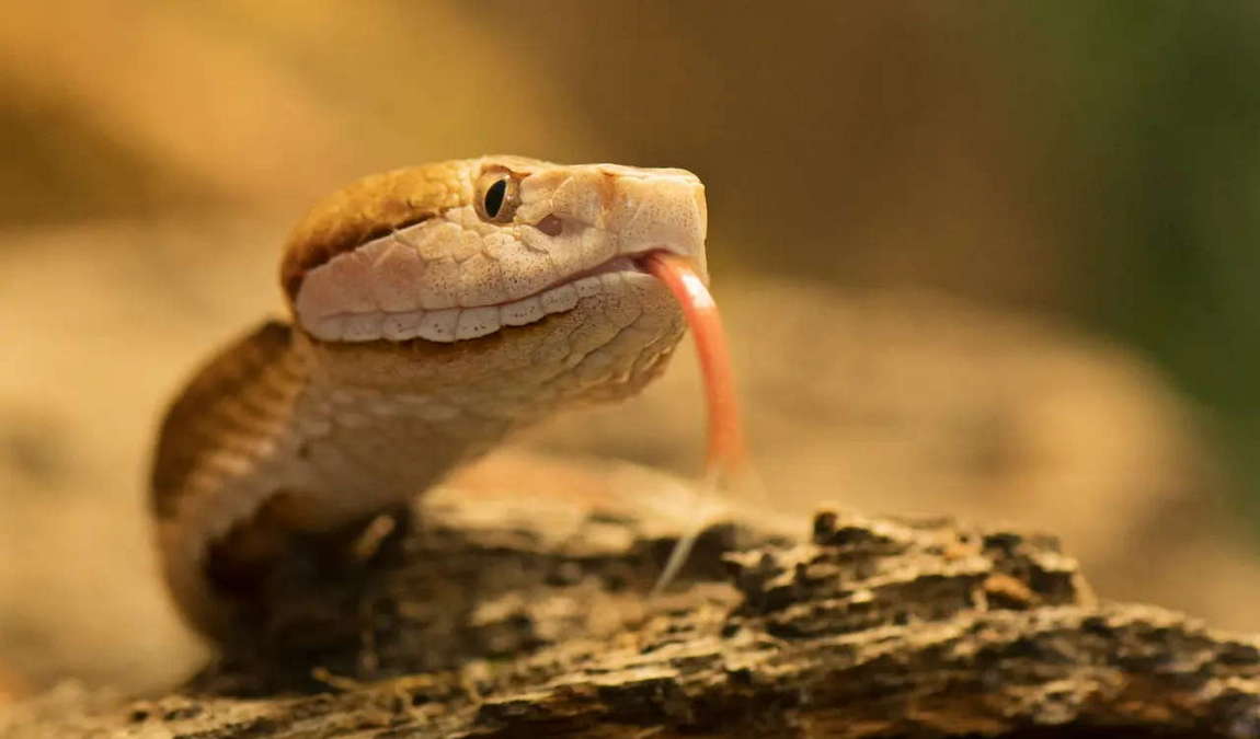 welt der gifte photo 1