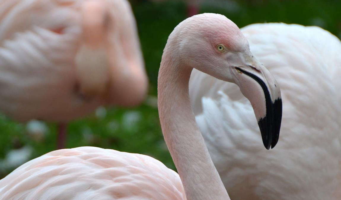 raritätenzoo ebbs photo 4