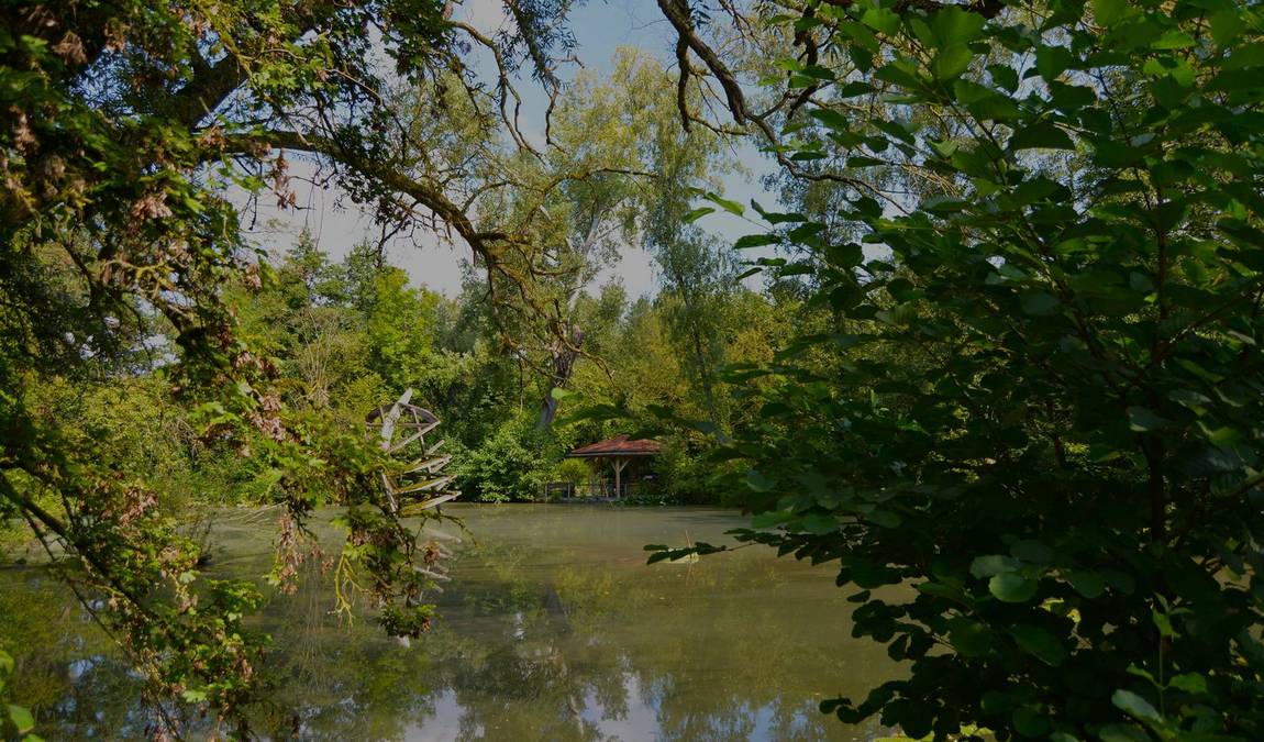 nymphaea zoo photo 4