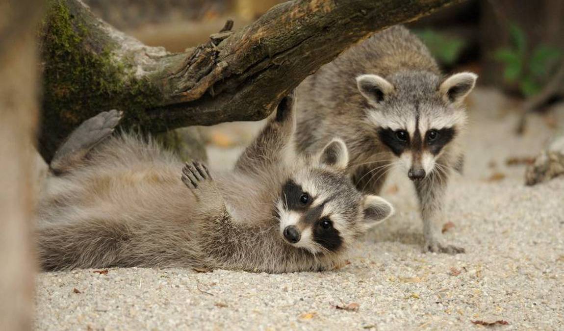 wildpark poing photo 3