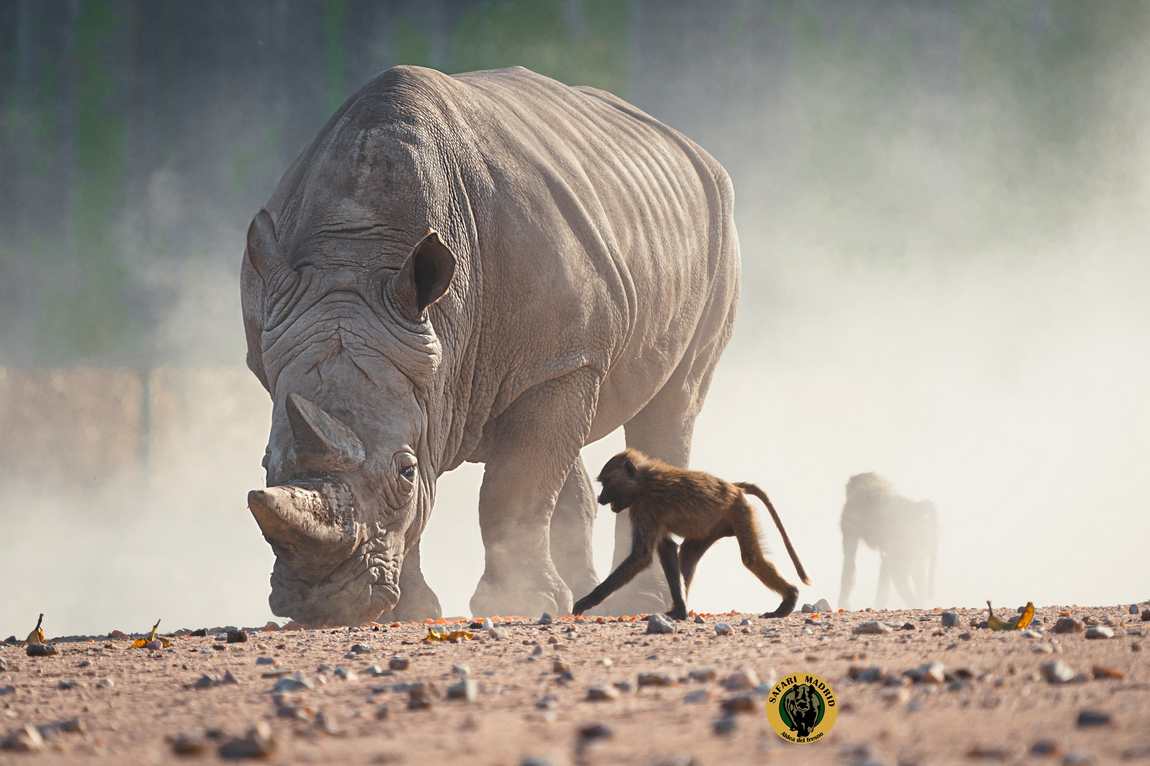 safari madrid photo 1