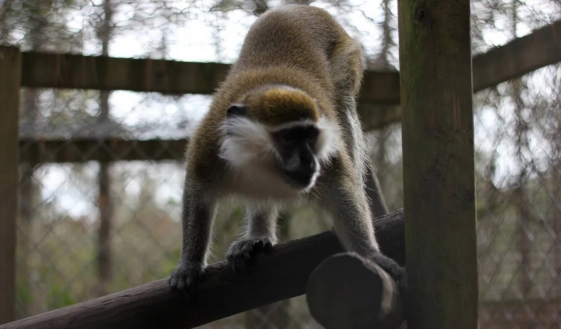 lynnwood park zoo photo 5