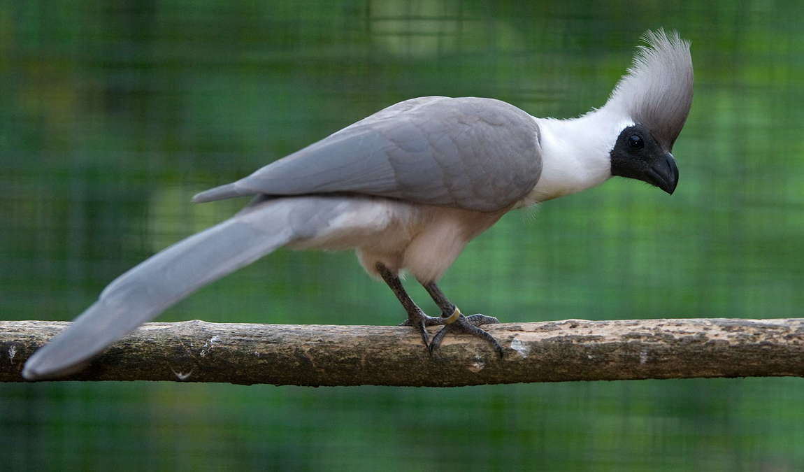 vogelpark turnersee photo 3
