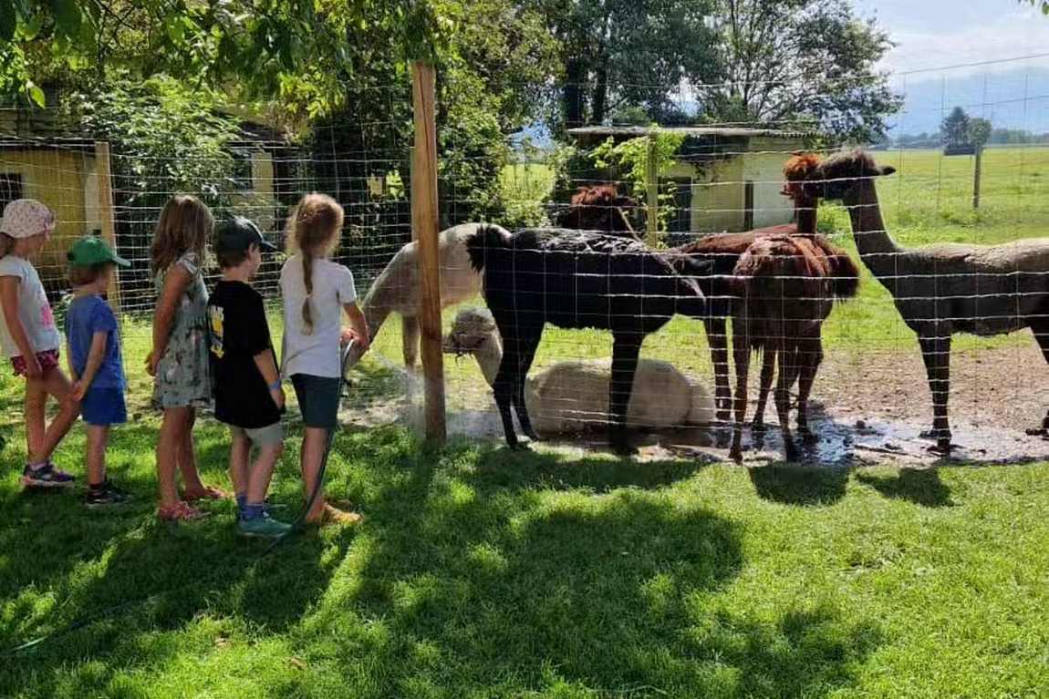 erlebnisbauernhof groedig photo 4