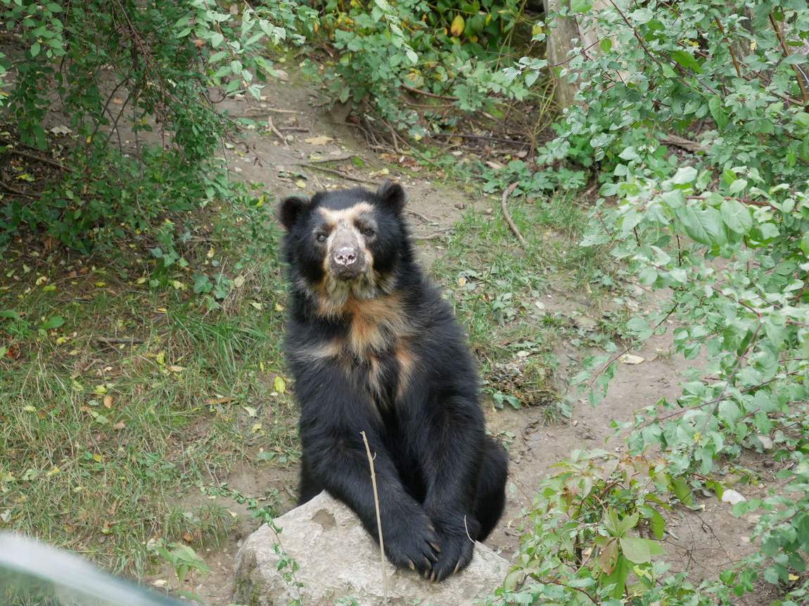 schönbrunn zoo photo 3