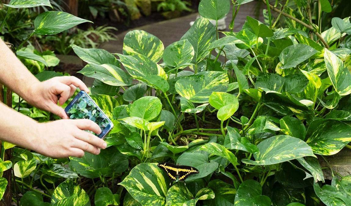 papilonia karlovy vary photo 7