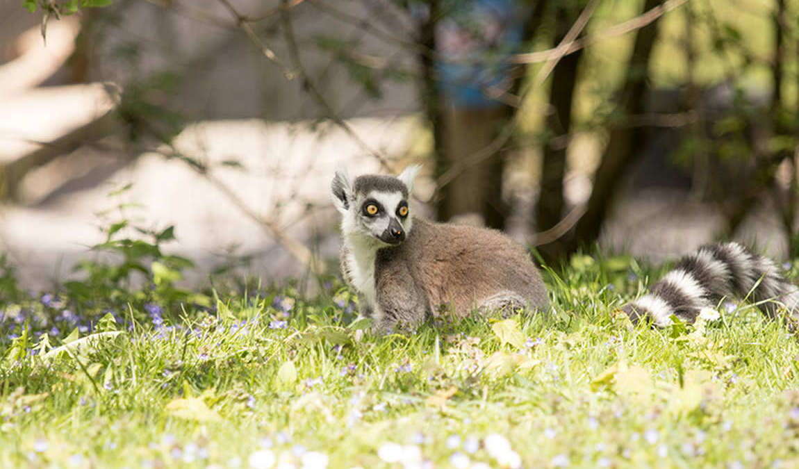 raritätenzoo ebbs photo 2