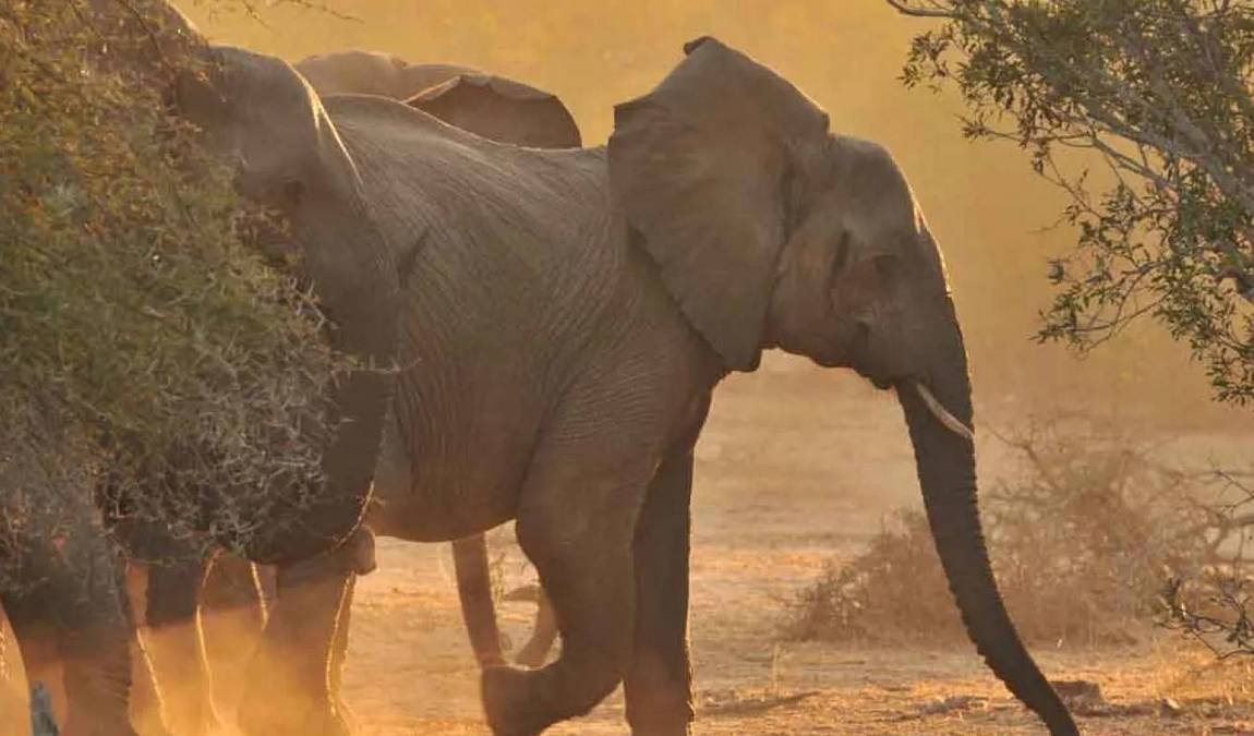 north carolina zoo photo 2