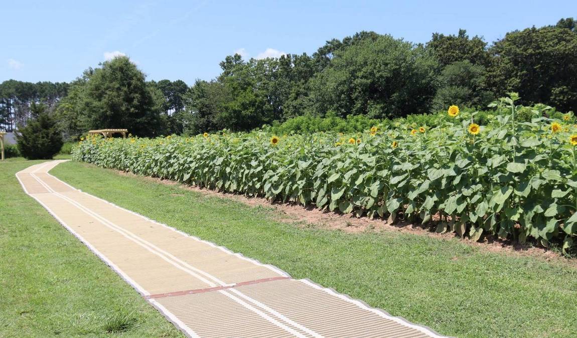 dorothea dix park photo 6