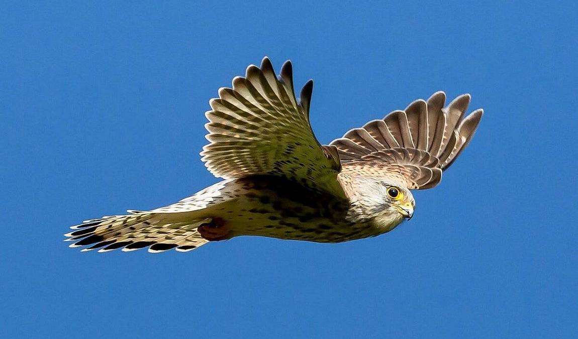 wildpark pforzheim photo 6