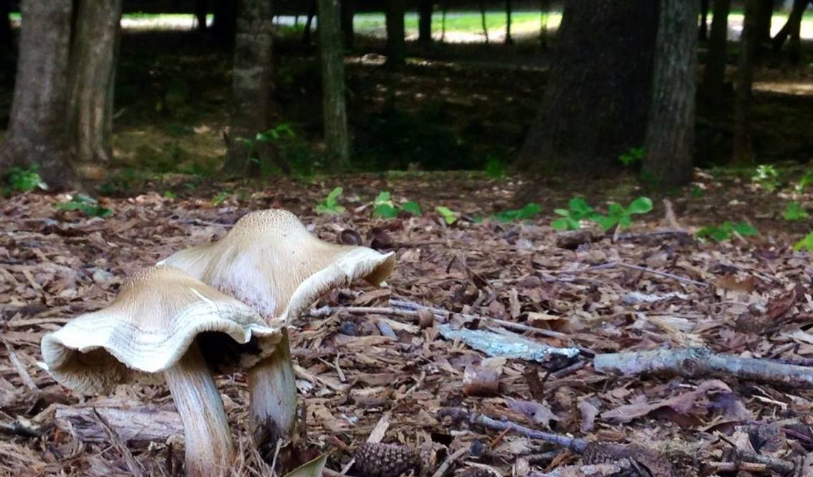 windsor park photo 4