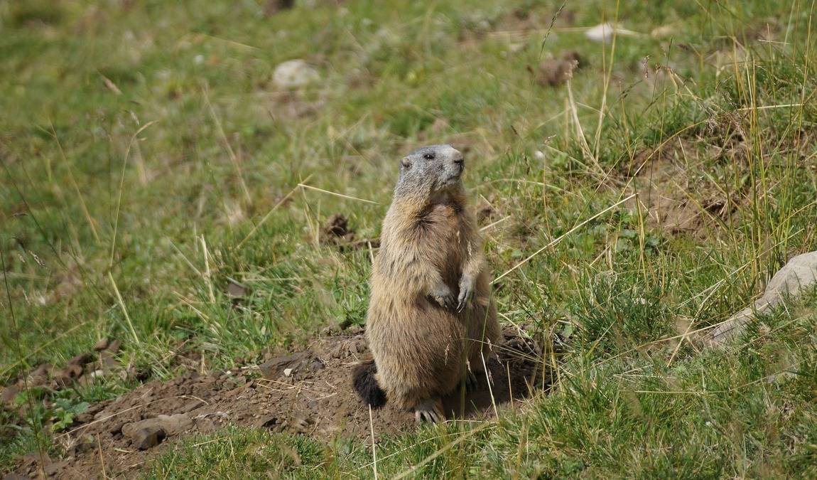 adlergehege obersalzberg photo 5