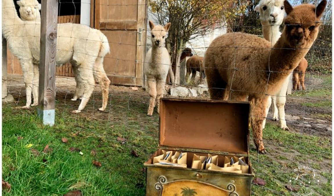 alpakahof ausham photo 6