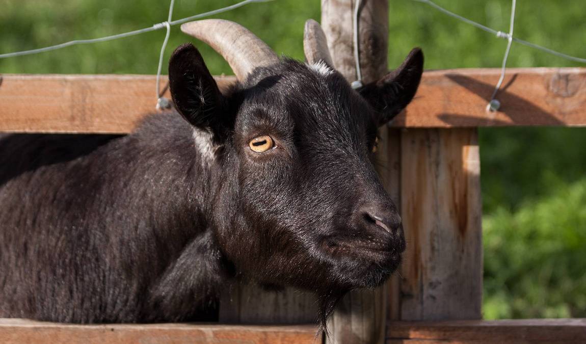 charlottenburg goat farm photo 3
