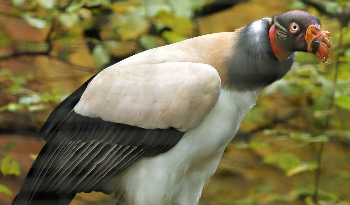 dortmund zoo photo 5